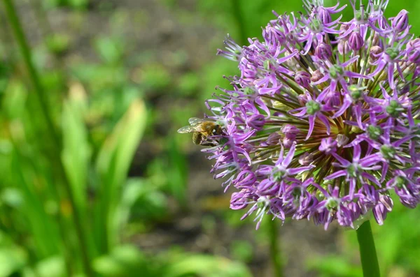 Bloeiende uien en een bee — Stockfoto