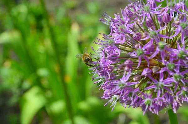 Cebollas en flor y una abeja —  Fotos de Stock