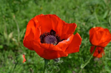 çiçek kırmızı gelincik ve arılar