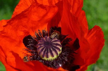 çiçek kırmızı gelincik ve arılar