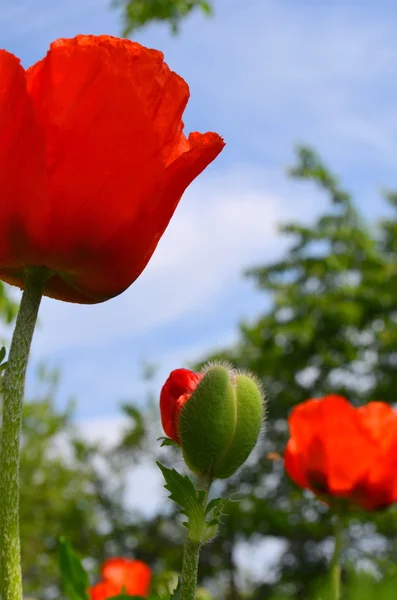 Flor papoula vermelha e abelhas — Fotografia de Stock