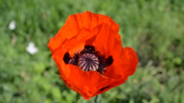 çiçek kırmızı gelincik ve arılar