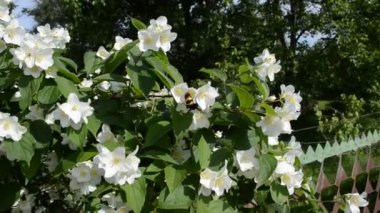 Çiçek açması Yasemin Şubesi