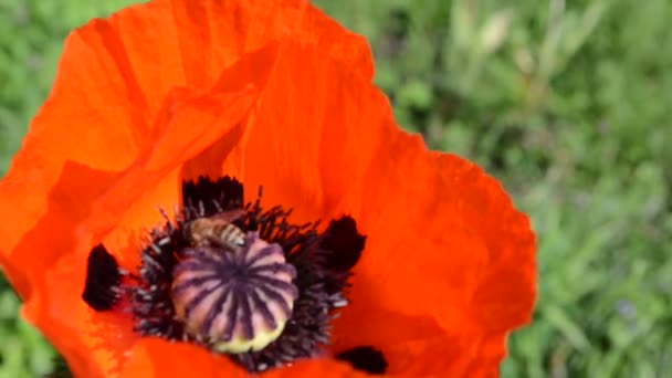 Цветок красный мак и пчелы — стоковое видео
