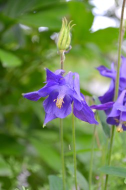  Aquilegia süs bitki