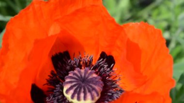 çiçek kırmızı gelincik ve arılar