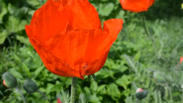 Flower red poppy and bees — Stock Video