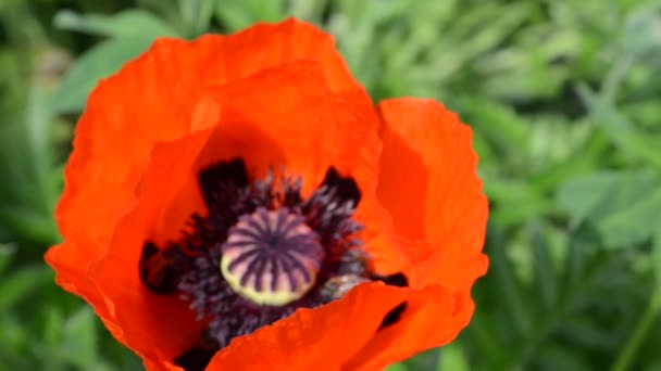 Flor de amapola roja y abejas — Vídeos de Stock