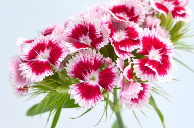 karanfil beyaz zemin üzerine