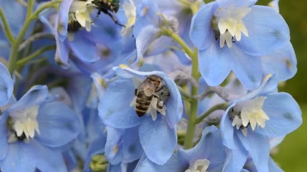 Delfinio azul y abeja — Vídeo de stock