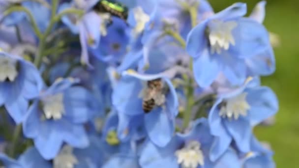 Modré delphinium a včela — Stock video