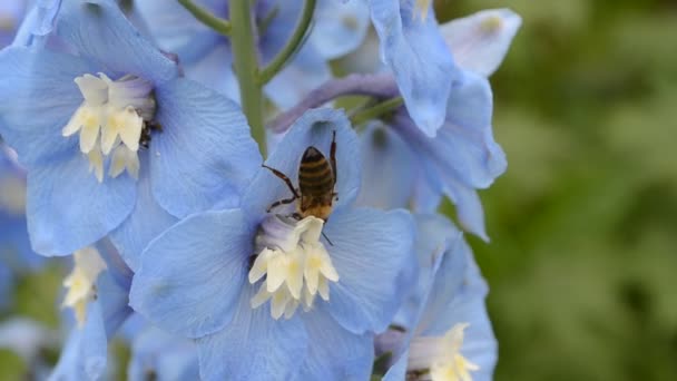 Blå Delphinium och Beetle — Stockvideo