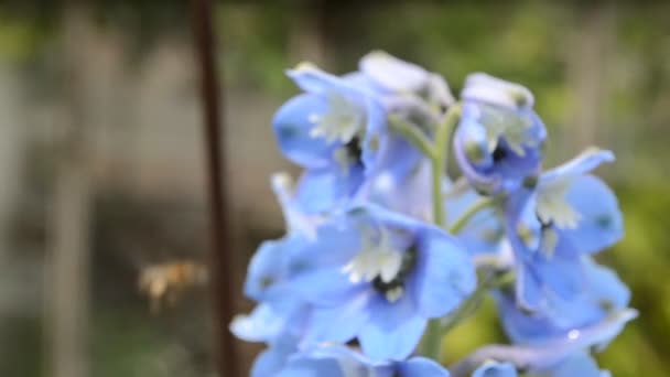 Modré delphinium a včela — Stock video