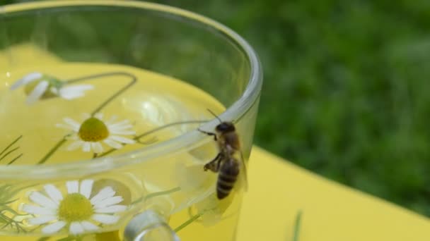 Чай с ромашкой, пчела — стоковое видео