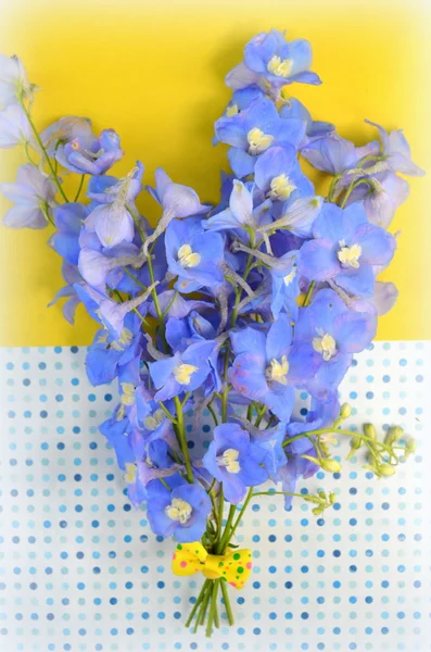 Dolphinium Blue Perennial Plant Flower — Stock Photo, Image