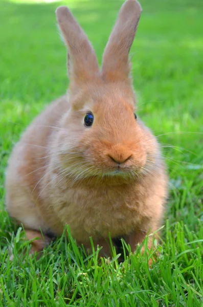 Lapin rouge de Nouvelle-Zélande — Photo