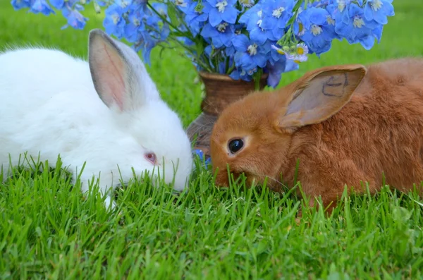 Lapins de Nouvelle-Zélande et de Californie — Photo