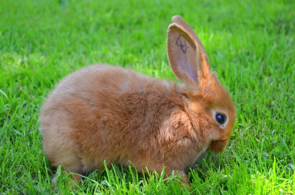 Lapin rouge de Nouvelle-Zélande — Photo