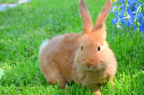 New Zealand Red rabbit — Stock Photo, Image