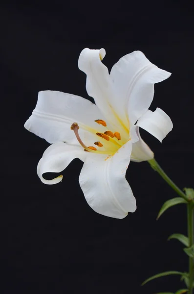 Siyah arkaplanda beyaz zambak çiçeği — Stok fotoğraf