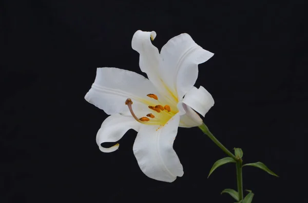 Bílá lilie květiny na černém pozadí — Stock fotografie