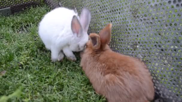 New Zealand and California rabbits — Stock Video