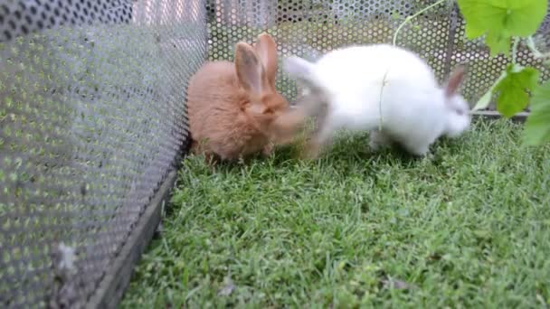 뉴질랜드와 캘리포니아 토끼 — 비디오