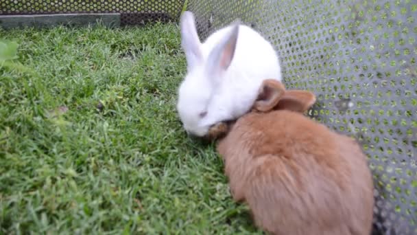 Coelhos da Nova Zelândia e Califórnia — Vídeo de Stock