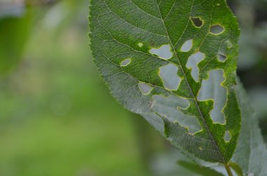 Bahçe zararlıları getireyim ve taş meyve ağaçlar ve çalılar zarar