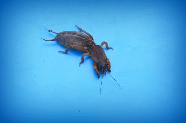 Sıradan kriket - düz kanatlılar böcekler aile kriket tür — Stok fotoğraf