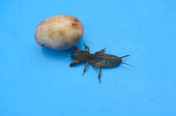 Grilo comum - espécie de orthoptera insetos do grilo da família — Fotografia de Stock