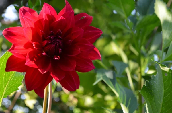 Dália colorida flor vermelha — Fotografia de Stock