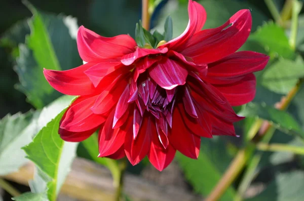 Färgglada dahlia blomma röd — Stockfoto