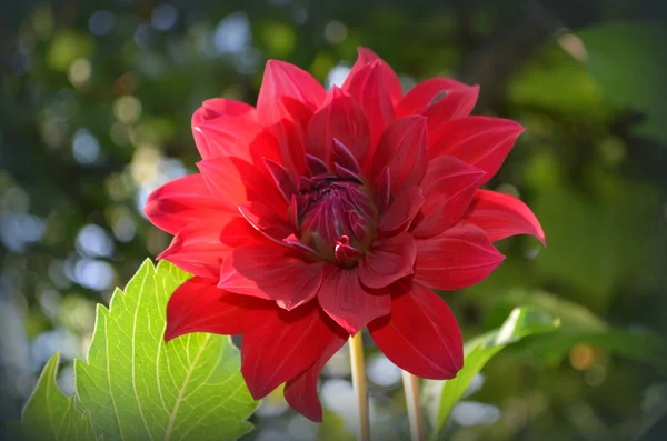 Färgglada dahlia blomma röd — Stockfoto