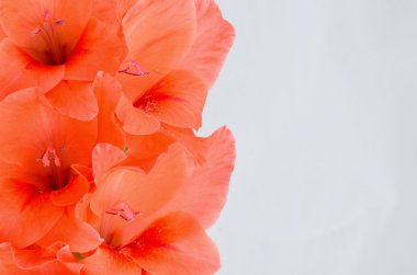 Beyaz arka plan üzerinde izole güzel Glayöl çiçek