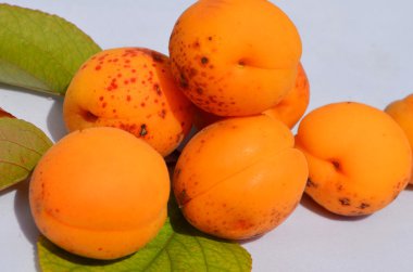 Taze kayısılar beyaz üzerine izole edilmiş.