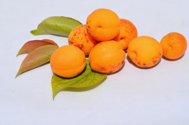 beyaz üzerine taze kayısı