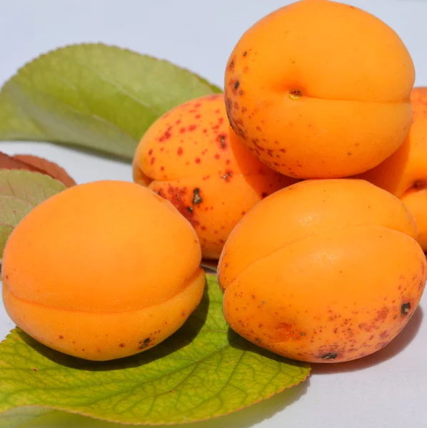 Taze kayısılar beyaz üzerine izole edilmiş.