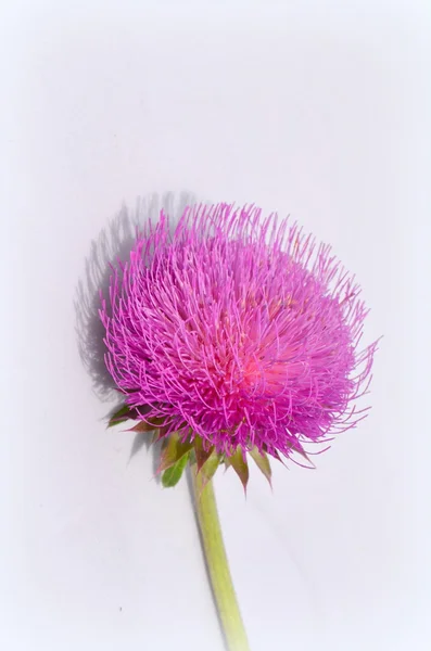 Mjölk tistel växt (Silybum marianum) naturläkemedel — Stockfoto