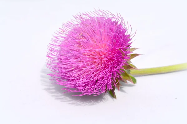 Mjölk tistel växt (Silybum marianum) naturläkemedel — Stockfoto