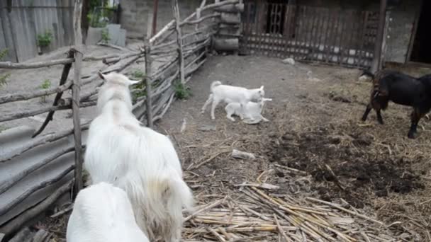 Cabras en la valla — Vídeo de stock