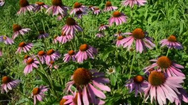 Echinacea, bir bitki