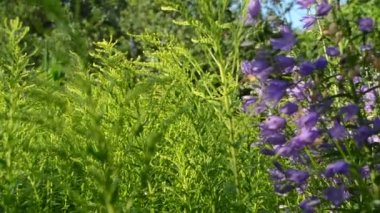 yeşil çim ve yaz aylarında alan çiçek