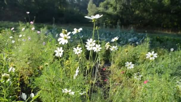 Gebied van de ruimte met witte bloemen — Stockvideo