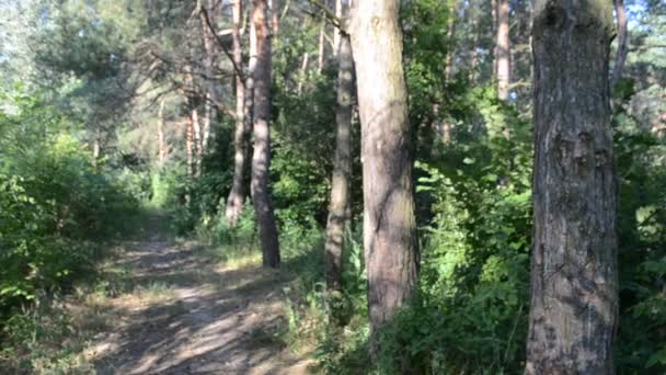 Wanderweg im Kiefernwald — Stockvideo