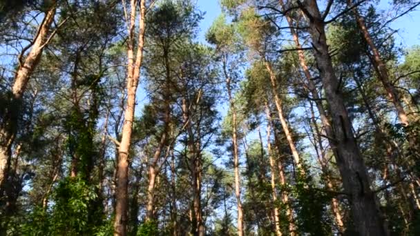 Pine forest edge — Stockvideo