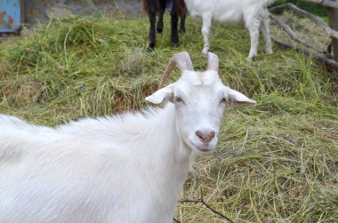 Açık alan beyaz keçi