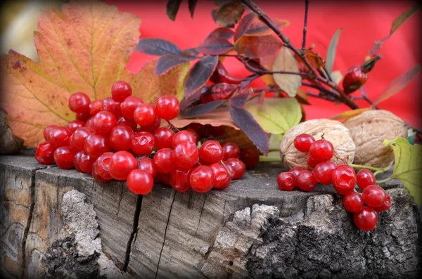 Herbststilleben mit Schneeball und Nüssen — Stockfoto