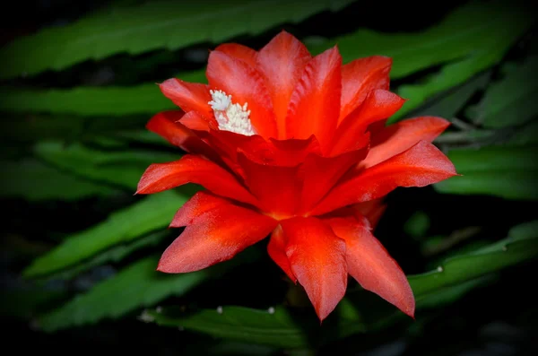 Fiore di cactus — Foto Stock