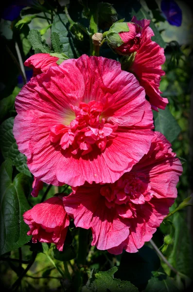 Malva rosa — Fotografia de Stock